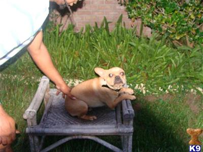 Dogs - French Bulldog